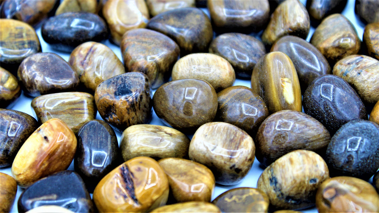 Legno Fossile